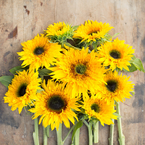An overhead of Sunflower Panache