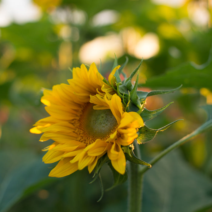 A close up of Sunflower Pro Cut Gold