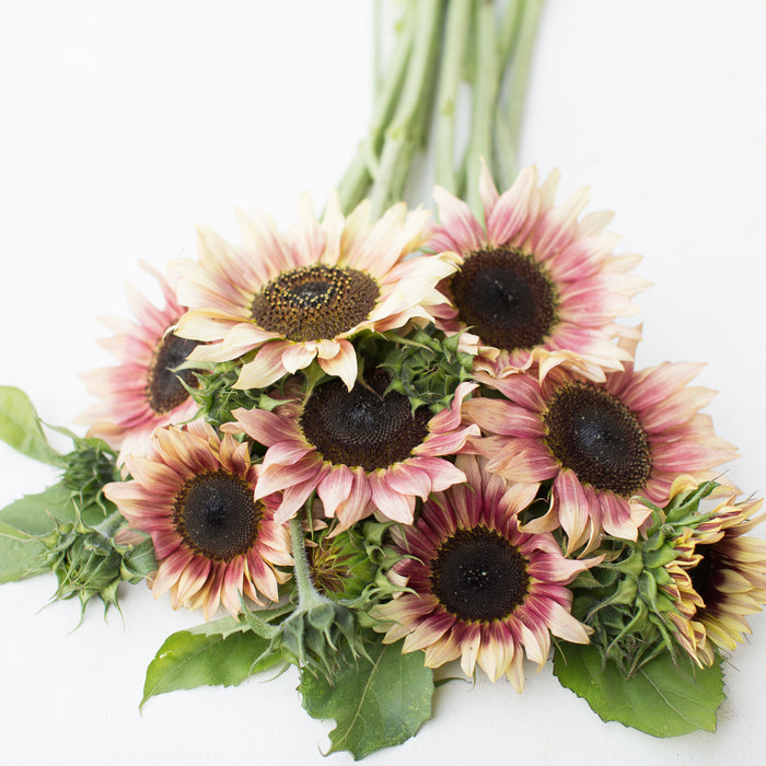 Ruby Eclipse Sunflower