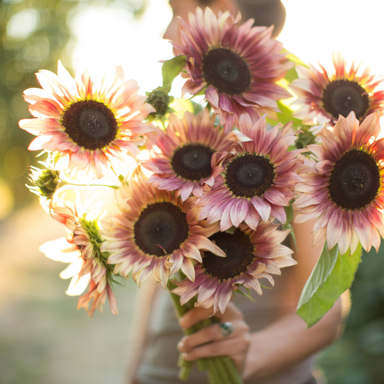 Ruby Eclipse Sunflower