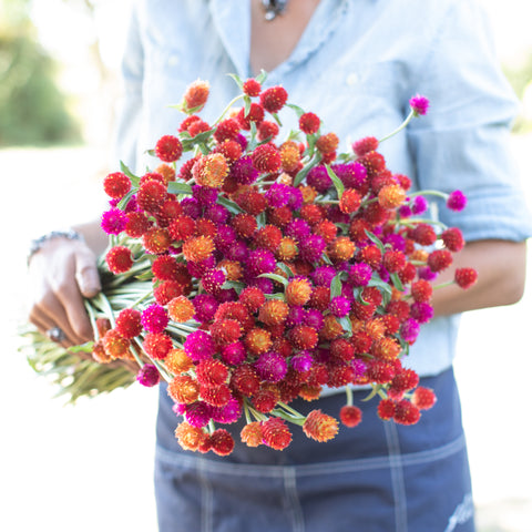 An armload of Globe Amaranth Sunset Mix