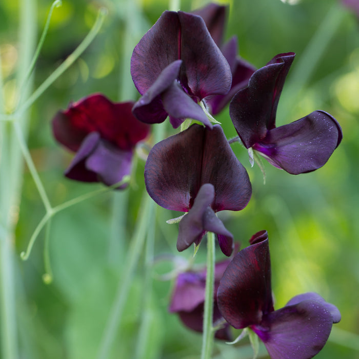 A close up of Sweet Pea Almost Black