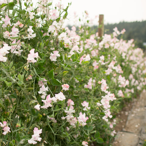 Sweet Pea Anniversary growing in the field