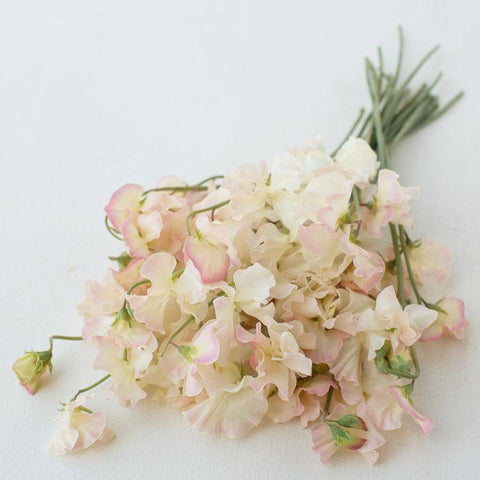 A bunch of Sweet Pea Bix