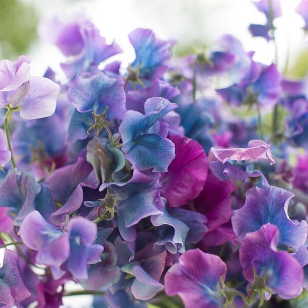 Sweet Pea Blue Shift – Floret Flower Farm