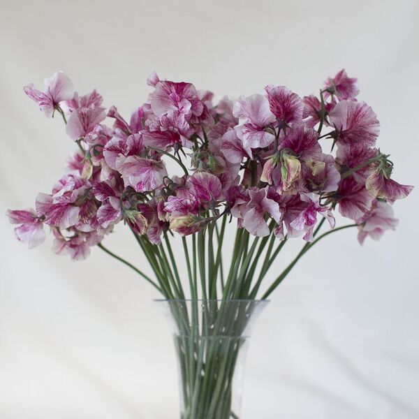 A bouquet of Sweet Pea Chocolate Flake
