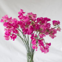 A bunch of Sweet Pea Dynasty