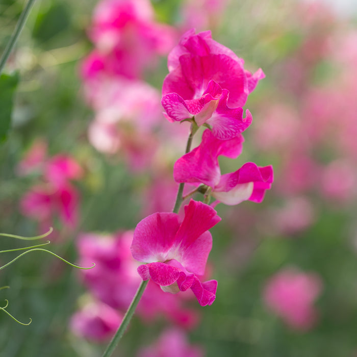 A close up of Sweet Pea Dynasty