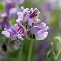 A close up of Sweet Pea Earl Grey