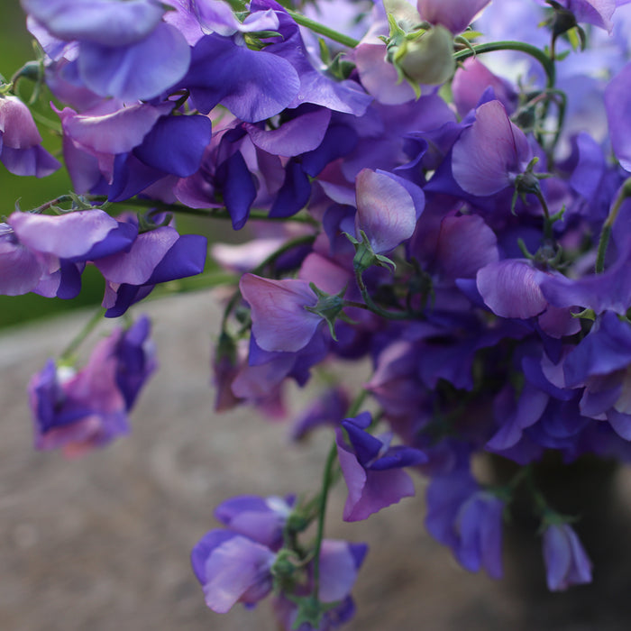 A close up of Sweet Pea Erewhon