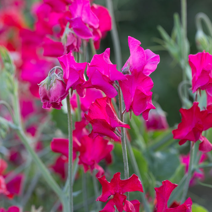 A close up of Sweet Pea Judith Wilkenson