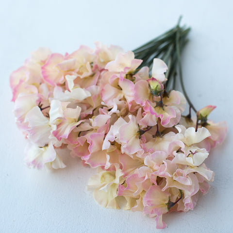 A bunch of Sweet Pea Mollie Rilstone