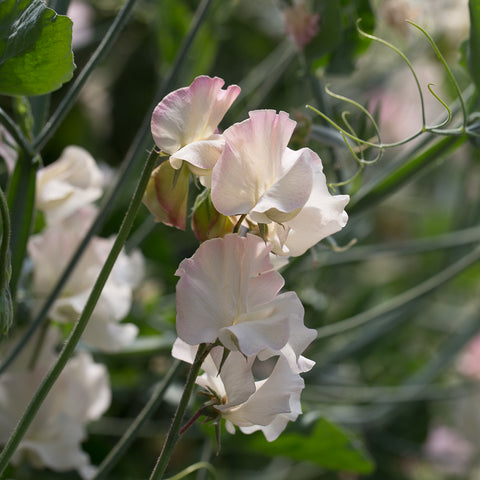 A close up of Sweet Pea Mollie Rilstone