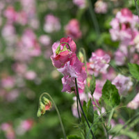 A close up of Sweet Pea Nuance