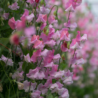 Sweet Pea Nuance growing in the field