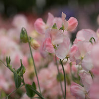 A close up of Sweet Pea Spring Sunshine Champagne