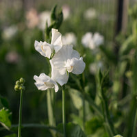 A close up of Sweet Pea White Supreme