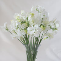 A bunch of Sweet Pea White Supreme