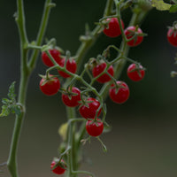 A close up of Tomato Currant Red