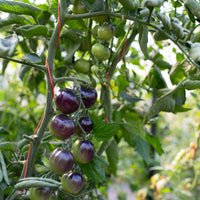 Tomato Indigo Rose growing in the field