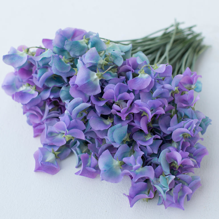 Sweet Pea Turquoise – Floret Flower Farm
