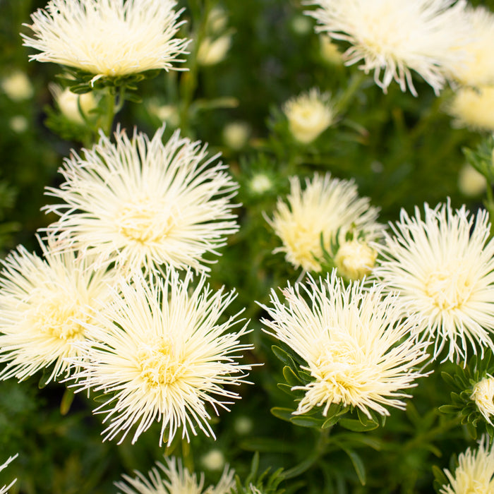 An overhead of China Aster Valkyrie Yellow