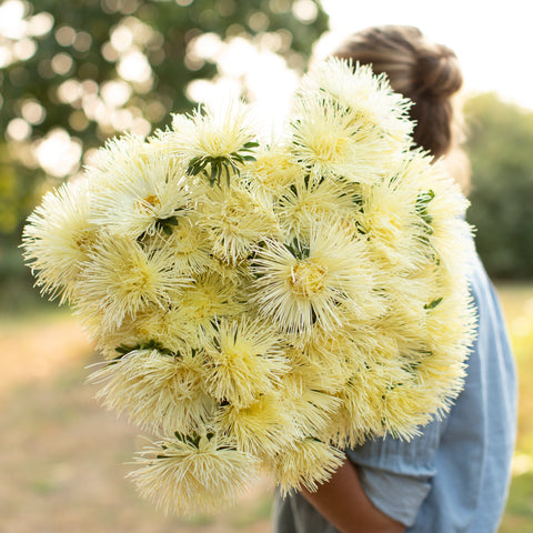 An armload of China Aster Valkyrie Yellow