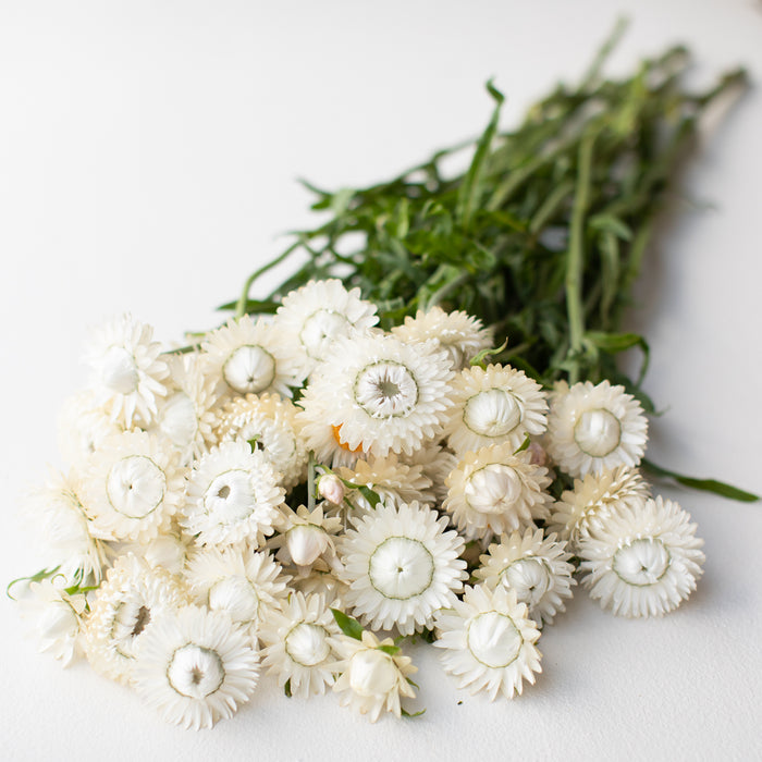 A bunch of Strawflower Vintage White