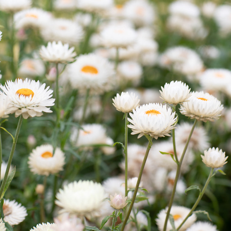 Strawflower Apricot Mix – Floret Flower Farm