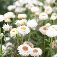A close up of Strawflower Vintage White