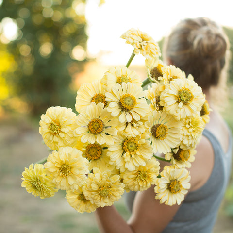 An armload of Zinnia Isabellina Creamy Yellow