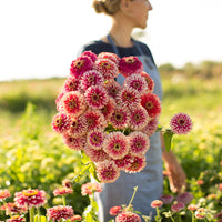 A handful of Zinnia Mazurkia