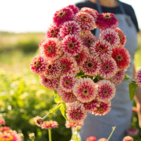 A handful of Zinnia Mazurkia