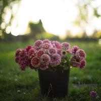 Zinnia Mazurkia in a bucket