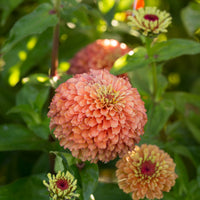 A close up of Zinnia Queen Lime Orange