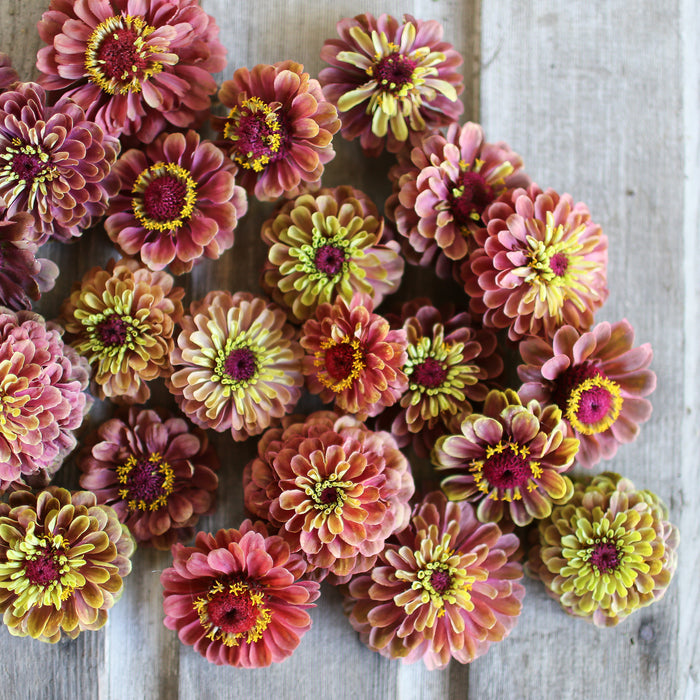 An overhead of Zinnia Queen Red Lime