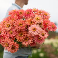 An armload of Zinnia Señora